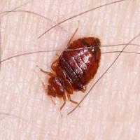 Panther Bed Bugs Control Brisbane image 1
